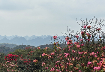 百里杜鹃风景区第 49 张图片