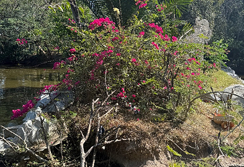 芭堤雅大象村第 43 张图片