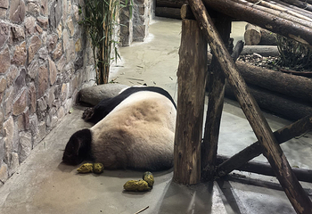 成都大熊猫繁育研究基地第 642 张图片