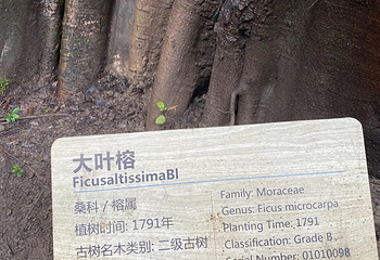 大佛古寺第 166 张图片