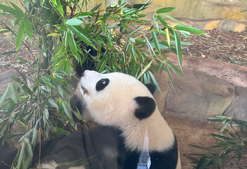 成都大熊猫繁育研究基地第 479 张图片