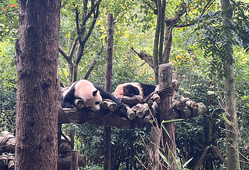 熊猫谷第 144 张图片