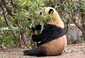 成都大熊猫繁育研究基地第 343 张图片