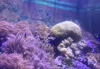 台湾海洋生物博物馆第 63 张图片