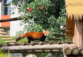 绵阳中华大熊猫苑第 6 张图片