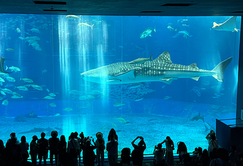 冲绳美丽海水族馆第 115 张图片