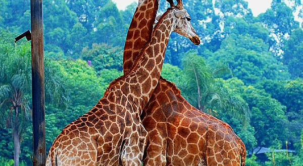 广州动物园-长颈鹿