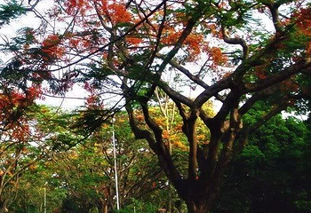 Ramna Park第 16 张图片