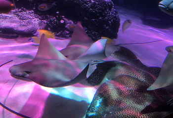 名古屋SEA LIFE水族馆第 9 张图片