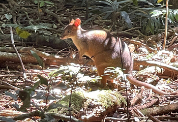 Mary Cairncross Scenic Reserve第 12 张图片