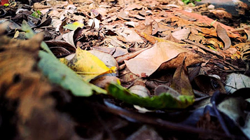 Dedan Kimathi Monument