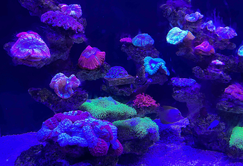 上海海昌海洋公园第 297 张图片