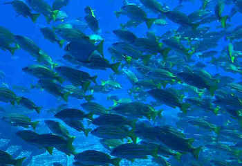 三亚亚特兰蒂斯失落的空间水族馆第 252 张图片