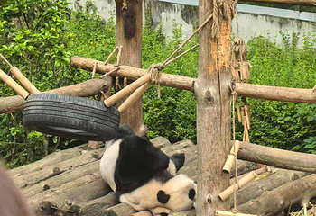 成都大熊猫繁育研究基地第 575 张图片
