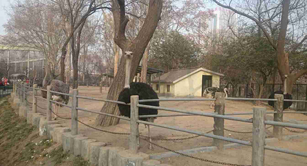 济南动物园第 32 张图片