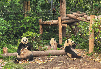 成都大熊猫繁育研究基地第 41 张图片