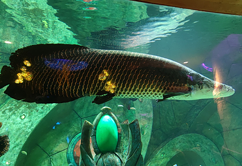 三亚亚特兰蒂斯失落的空间水族馆第 176 张图片