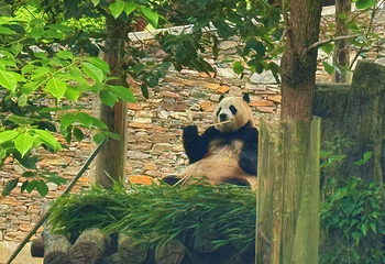 卧龙中华大熊猫苑神树坪基地第 52 张图片
