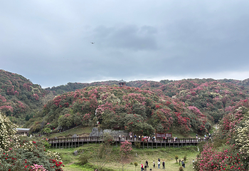 百里杜鹃风景区第 53 张图片