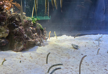 名古屋港水族馆第 51 张图片