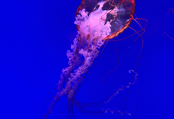 上海海洋水族馆第 105 张图片