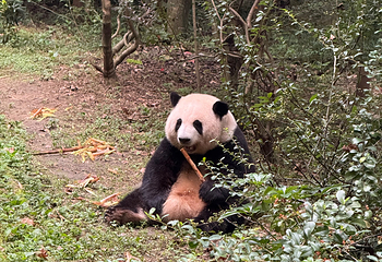 成都大熊猫繁育研究基地第 378 张图片