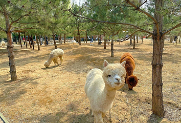 南宫旅游休闲度假区第 92 张图片