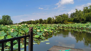 湘湖三期花海摇橹船