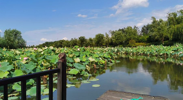 湘湖三期花海摇橹船