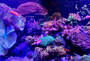 SEA LIFE Scarborough第 4 张图片