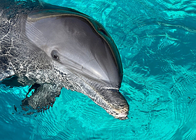 蔚蓝海岸海洋世界