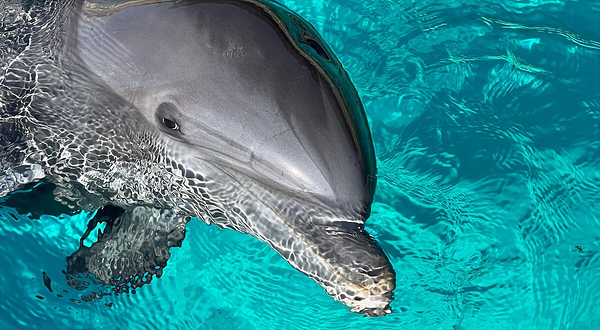 蔚蓝海岸海洋世界