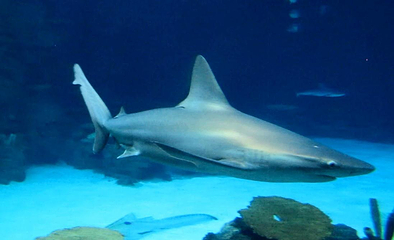 曼德勒湾鲨鱼礁水族馆第 9 张图片