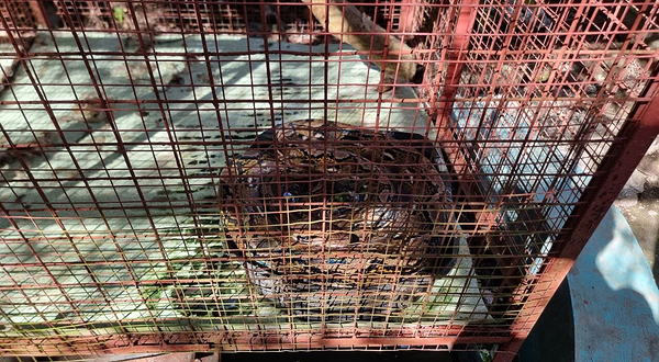 Bohol Lemur and Butterfly