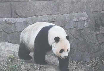北京动物园第 56 张图片