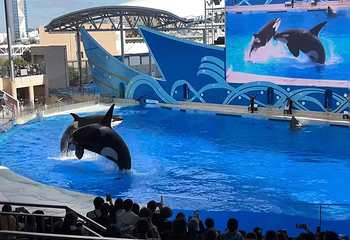 上海海昌海洋公园第 355 张图片