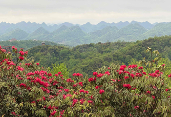 百里杜鹃风景区第 54 张图片