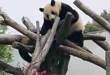 岳阳中华大熊猫苑第 40 张图片