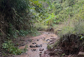 基诺山雨林徒步第 44 张图片
