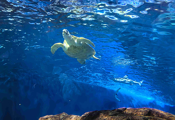 上海海洋水族馆第 70 张图片