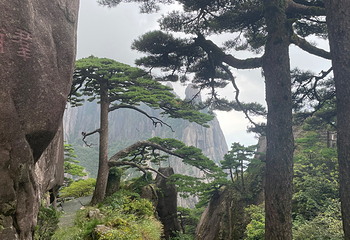 黄山风景区第 209 张图片