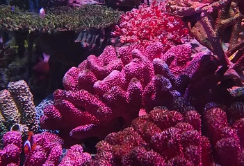 曼谷暹罗海洋世界第 160 张图片