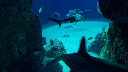 丹麦国立水族馆第 60 张图片