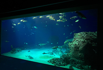丹麦国立水族馆第 48 张图片