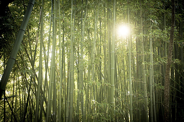 Jardin Botanico Marimurtra第 24 张图片