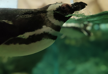 热那亚水族馆第 23 张图片