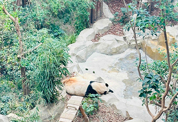 成都大熊猫繁育研究基地第 472 张图片