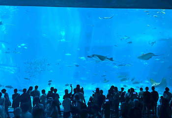 冲绳美丽海水族馆第 41 张图片