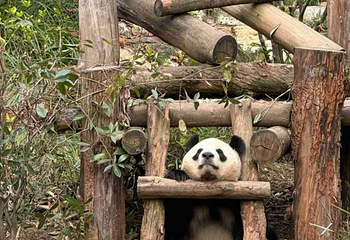 成都大熊猫繁育研究基地第 374 张图片