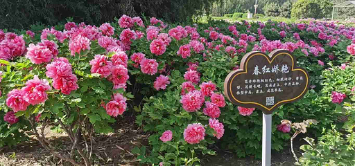 隋唐城遗址植物园第 18 张图片